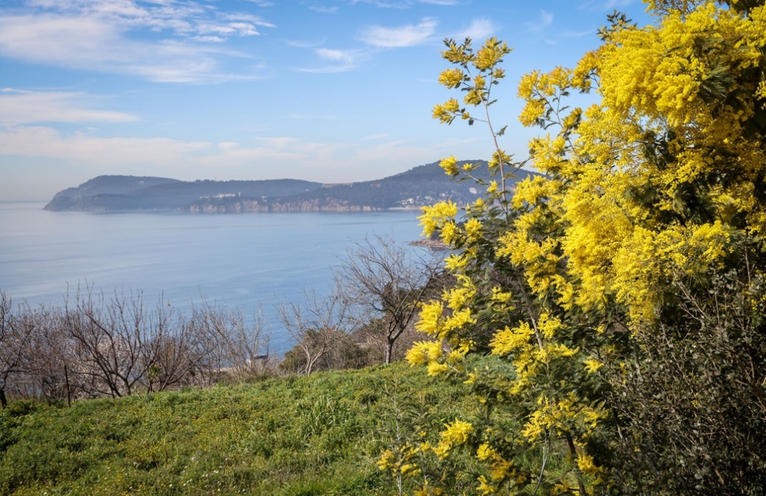 BÜYÜKADA MİMOZA ÇİÇEĞİ FESTİVALİ DOĞA YÜRÜYÜŞÜ