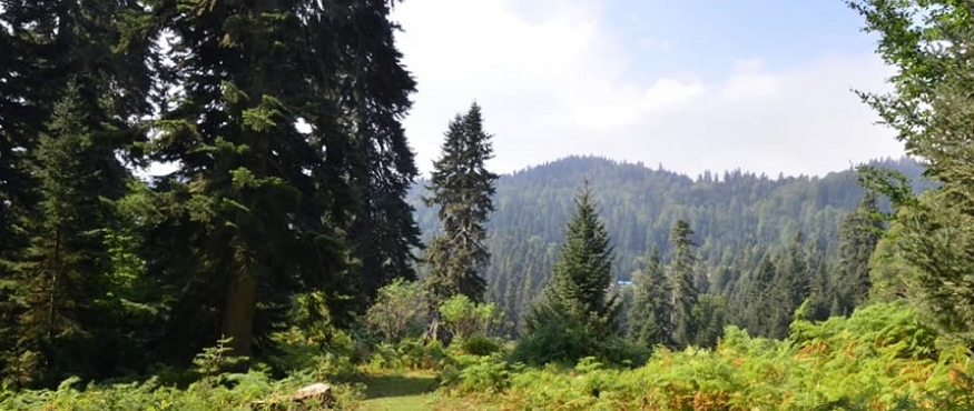 DİKMEN-YENİ YAYLA DOĞA YÜRÜYÜŞÜ