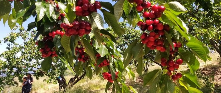 YUDOSK GELENEĞİ KİRAZ SEFERİ 17