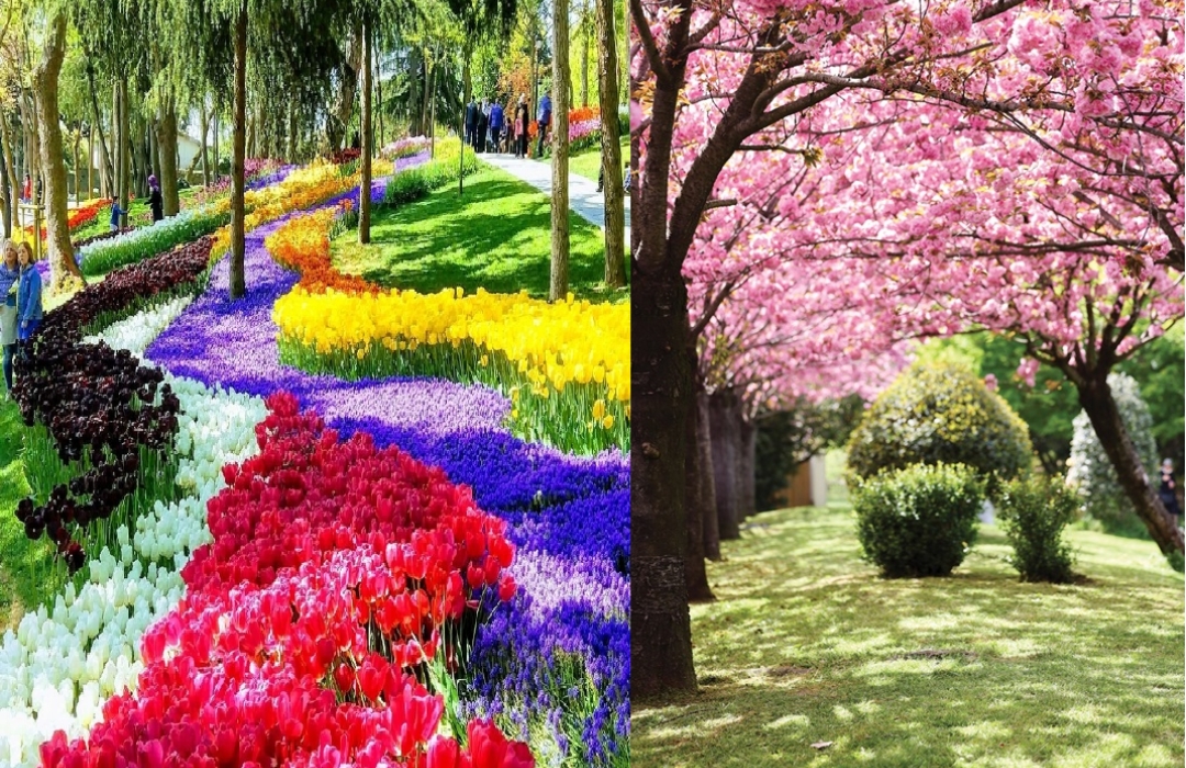 EMİRGAN LALE BAHÇESİ VE SAKURA JAPON BAHÇESİ DOĞA YÜRÜYÜŞÜ