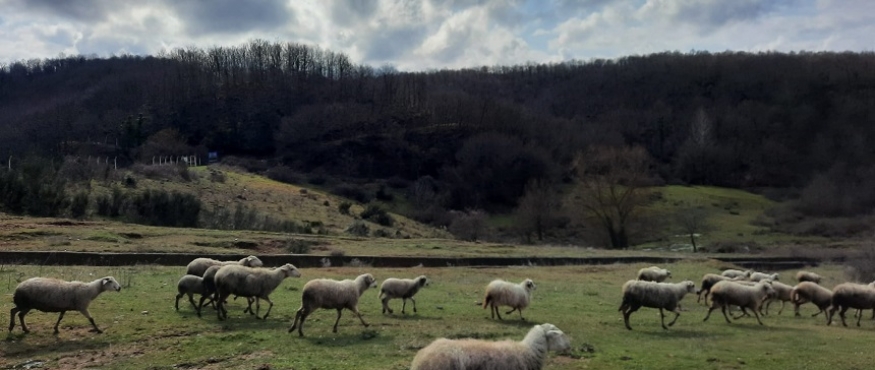 GÖLLÜ KÖYÜ-İNCİRBOĞAZI KOYU DOĞA YÜRÜYÜŞÜ