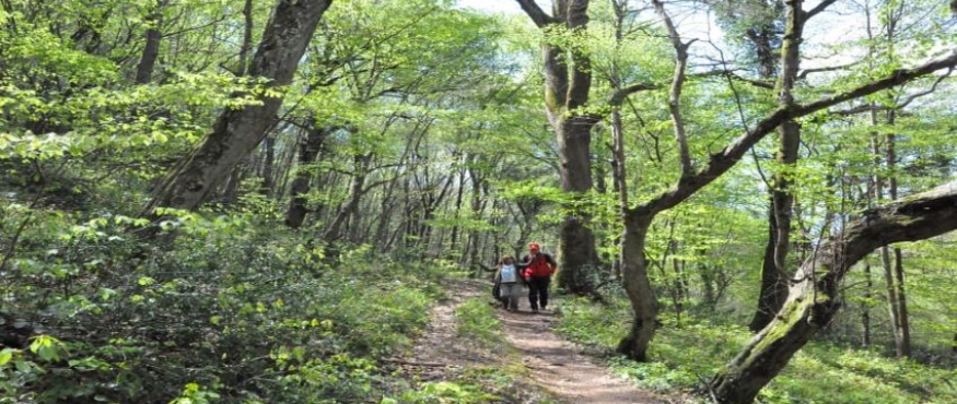 BAHÇEKÖY-BELGRAD ORMANI DOĞA YÜRÜYÜŞÜ (RİNG)