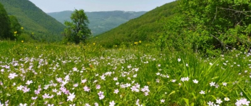 İRŞADİYE-MESRURİYE KÖYÜ DOĞA YÜRÜYÜŞÜ