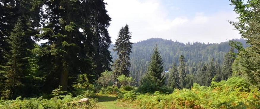 DİKMEN-YENİ YAYLA SPORTİF DOĞA YÜRÜYÜŞÜ