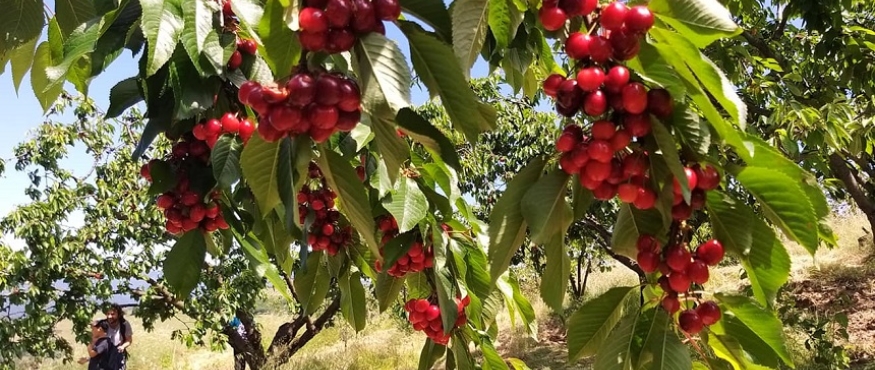 YUDOSK GELENEĞİ 25. KİRAZ SEFERİ  TACİR KÖYÜ DOĞA YÜRÜYÜŞÜ