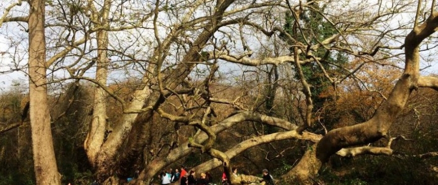 ÇAYIRBAŞI-BİLEZİKÇİ ÇİFTLİĞİ-SARIYER DELTASI DOĞA YÜRÜYÜŞÜ